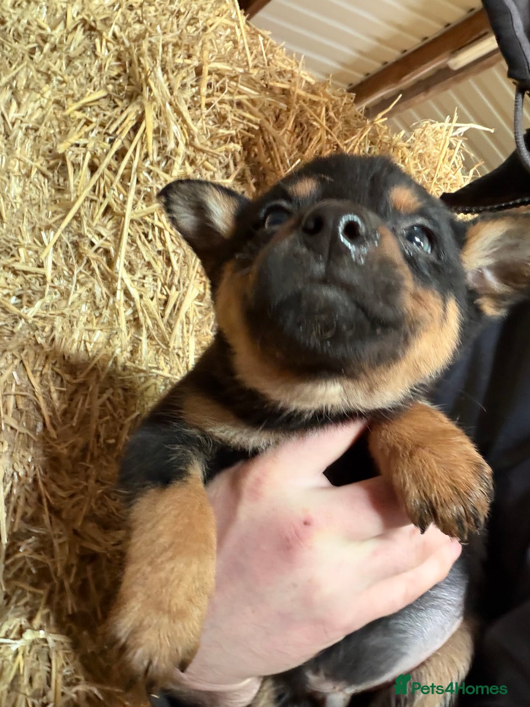 Mixed Breed dogs for sale: kelpie/blue heelers - Advert 24