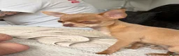 Chihuahua dogs for sale: Female chihuahua  - Advert 4