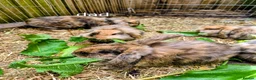 Mini Lion Lop rabbits for sale: 4 lionhead lops for sale - Advert 3