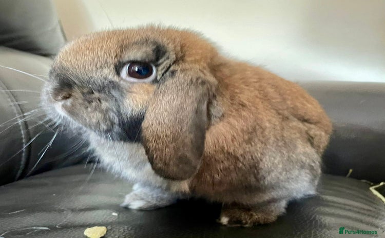 Mini Lop rabbits - Advert 6