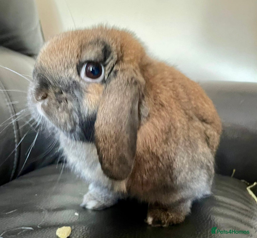 Mini Lop rabbits for sale: Bonded Pair of Mini Lop Rabbits - Image 1
