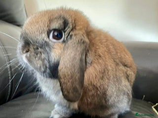 Mini Lop rabbits - Advert 30