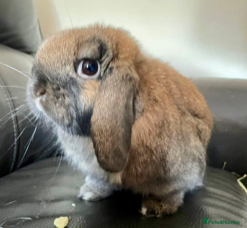 Mini Lop rabbits - Advert 16