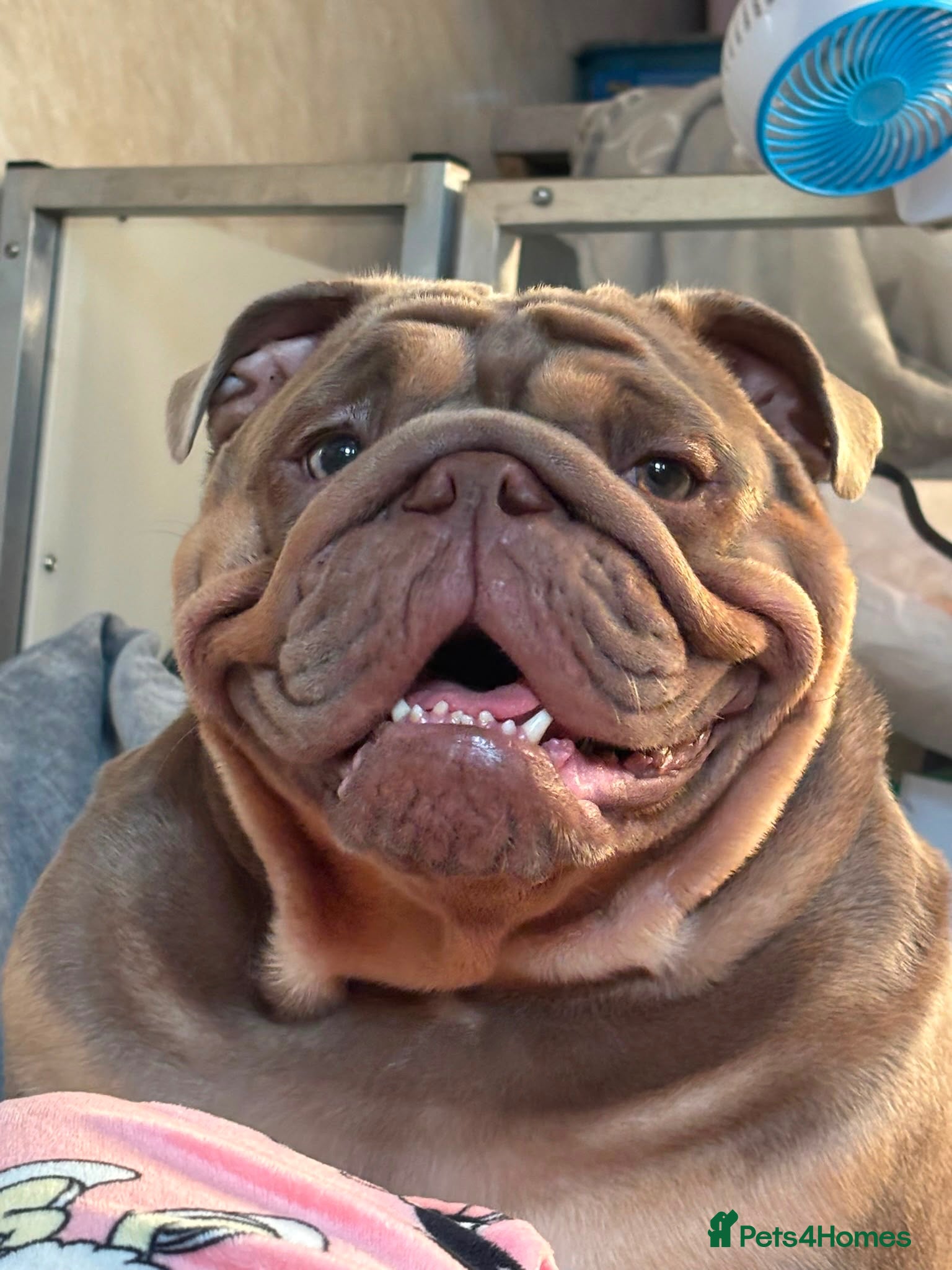 English Bulldog dogs Winnie’s amazing litter of 6 beautiful babies - Advert 1