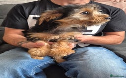Yorkshire Terrier dogs for sale: ❤️ READY TO NEW HOME❤️Small Yorkshire Terrier Boy - Image 9