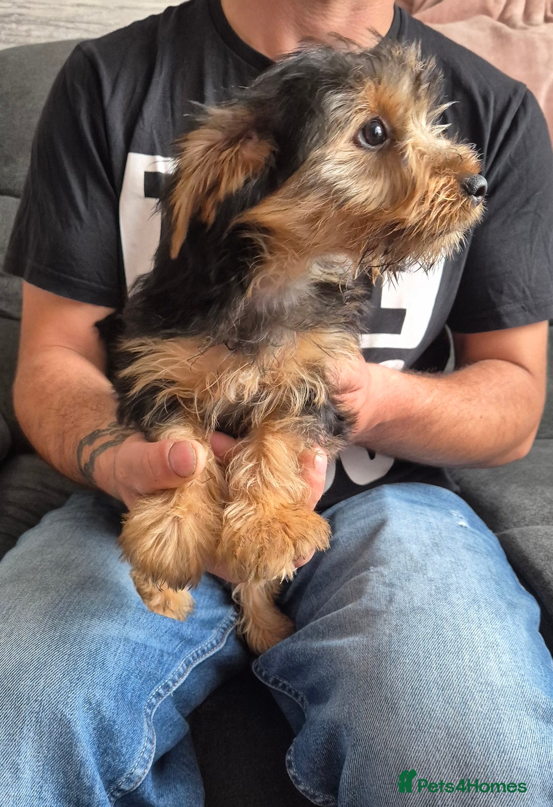 Yorkshire Terrier dogs for sale: ❤️ READY TO NEW HOME❤️Small Yorkshire Terrier Boy - Image 9