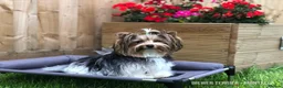 Yorkshire Terrier dogs for sale: Four Beautiful Biewer Terriers! - Advert 9