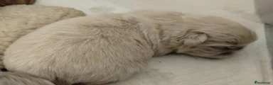 Pekingese 4
