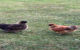 Chickens poultry for sale: Silkie cockerels  - Image 2