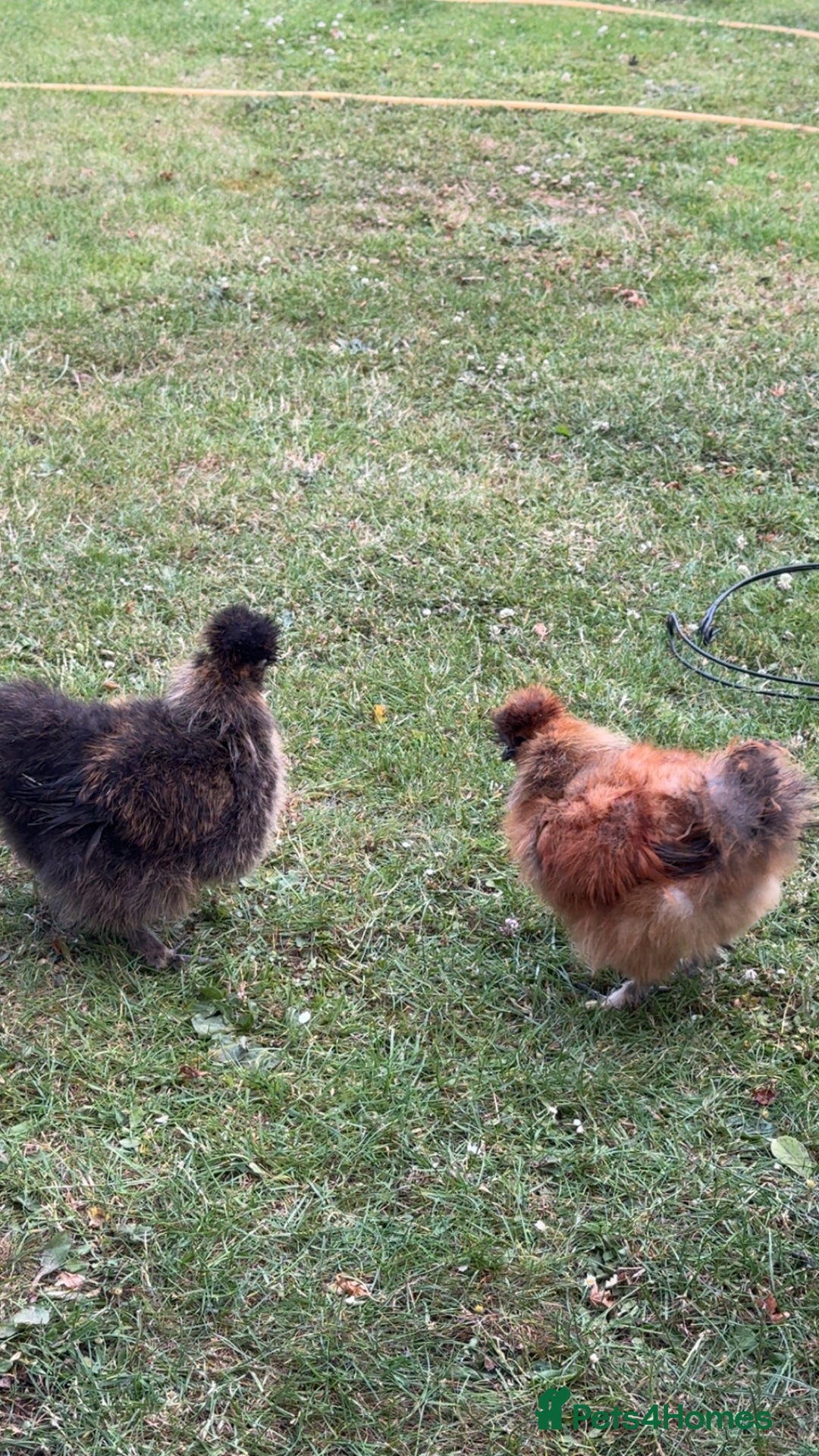 Chickens poultry for sale: Silkie cockerels  - Image 2