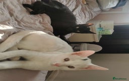 Domestic Shorthair cats for sale: 2 cats for sale - read description  - Image 3
