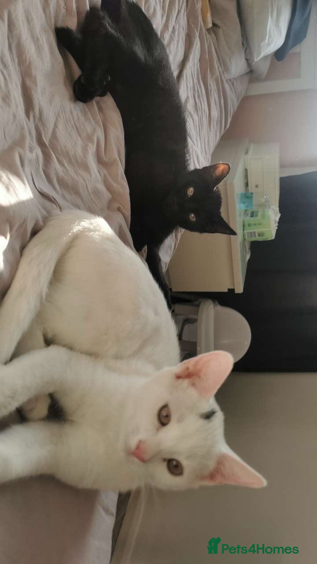 Domestic Shorthair cats for sale: 2 cats for sale - read description  - Image 3