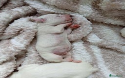 Dalmatian dogs for sale: KC Registered Dalmatian Puppies - Image 8