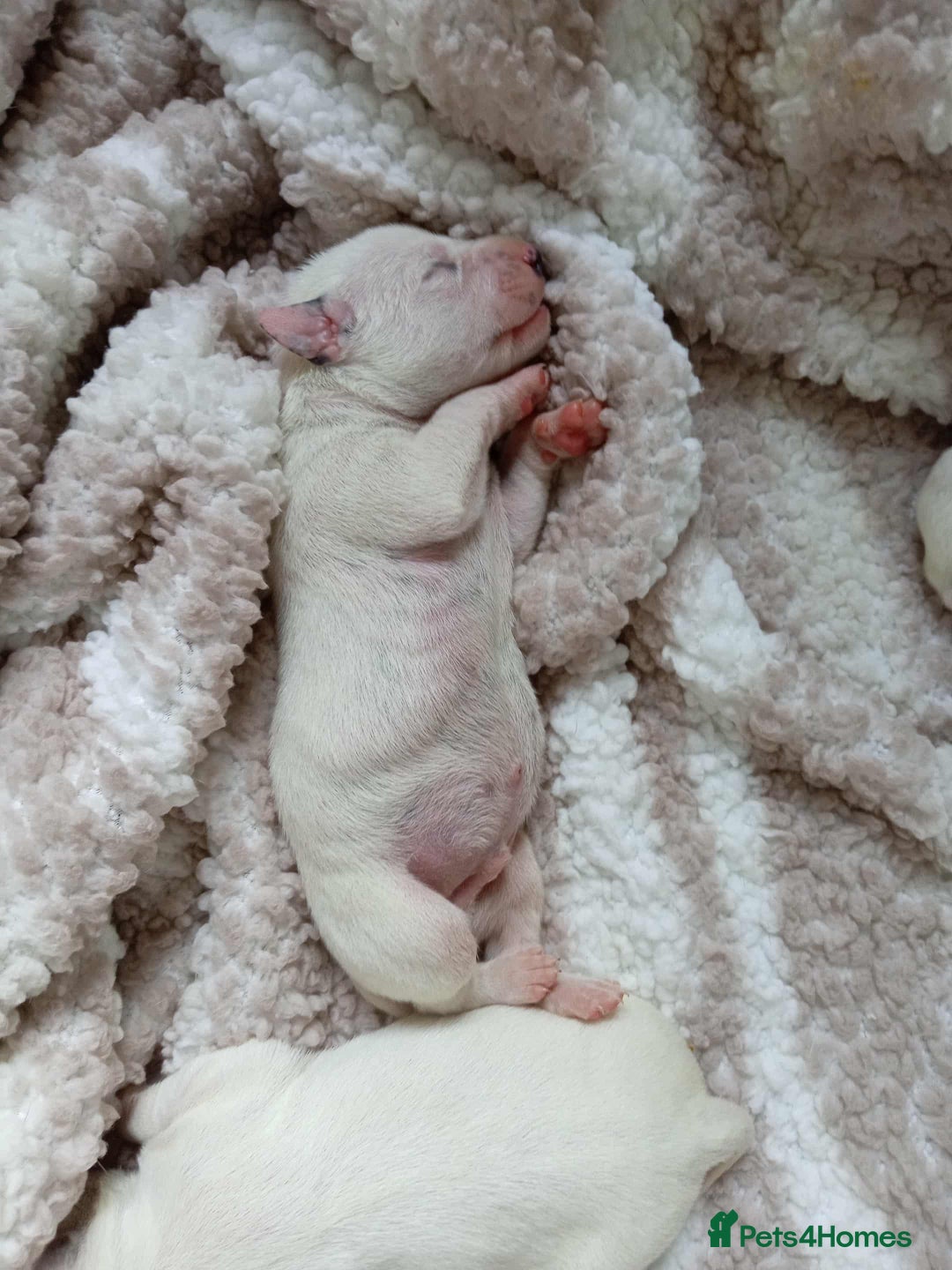 Dalmatian dogs for sale: KC Registered Dalmatian Puppies - Image 8