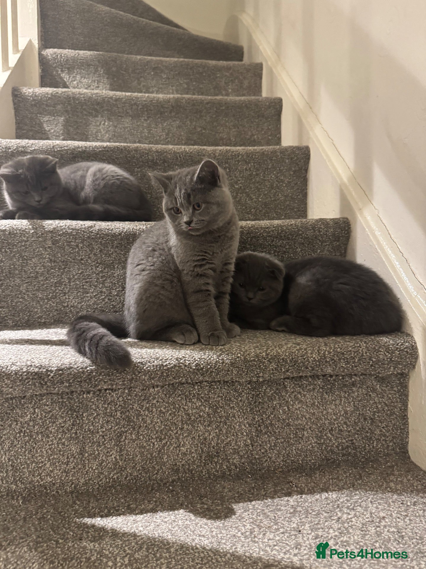 Scottish Fold cats 3 Beautiful Purebred Scottish Fold Male Kittens - Advert 2