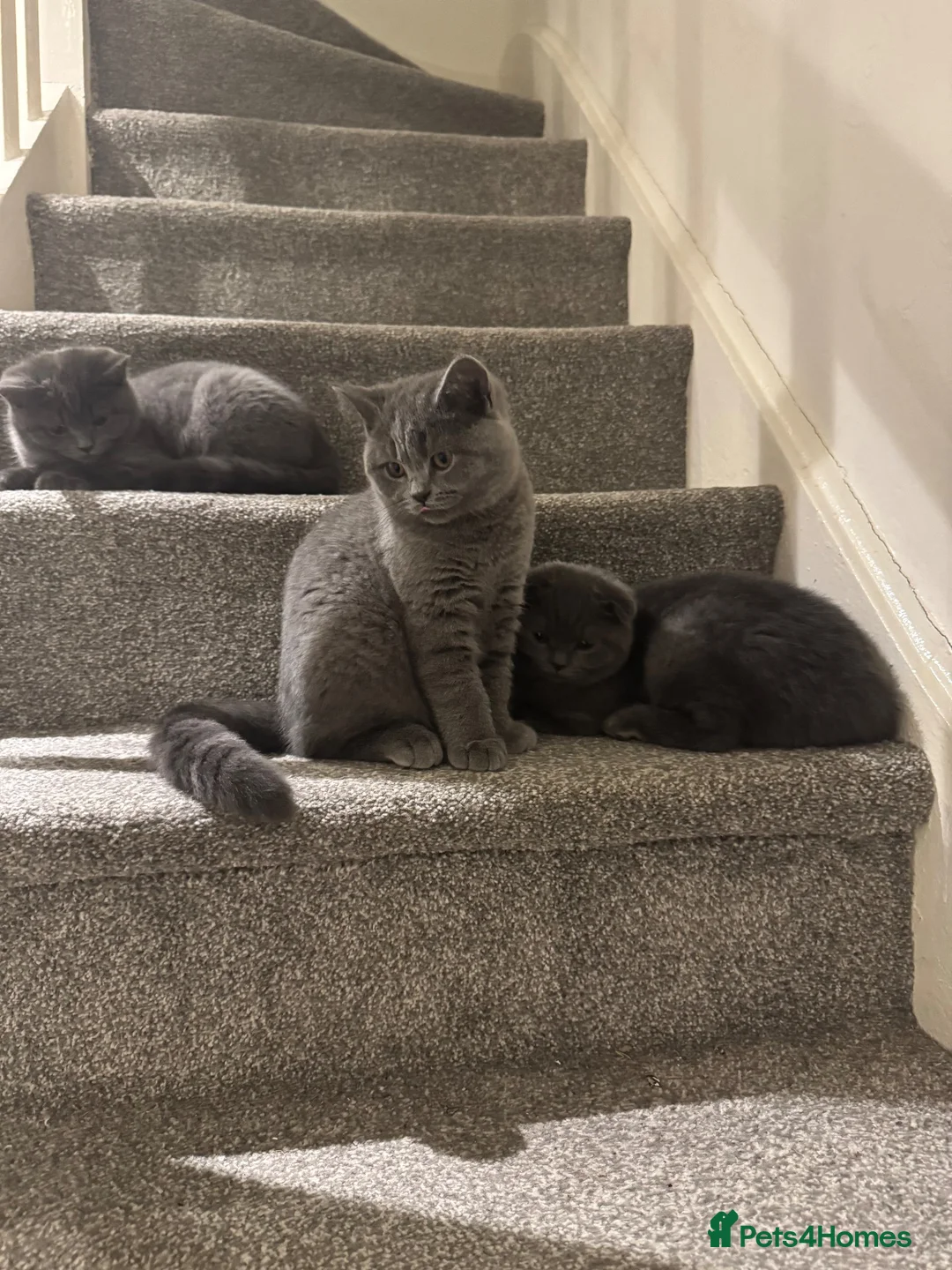 Scottish Fold cats for sale: 3 Beautiful Purebred Scottish Fold Male Kittens - Advert 2