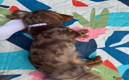 Miniature Dachshund dogs for sale: Bo & Evie mini dachshunds  - Image 10