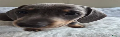 Miniature Dachshund 3