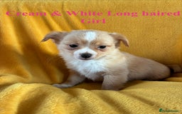Chihuahua dogs for sale: Beautiful Chihuahua Puppies For Sale - Advert 2