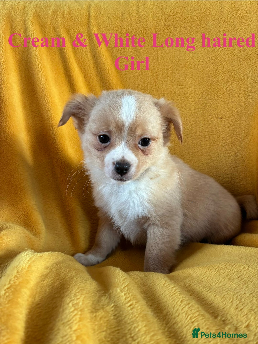 Chihuahua dogs for sale: Beautiful Chihuahua Puppies For Sale - Advert 2
