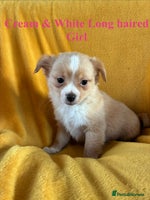 Chihuahua dogs Beautiful Chihuahua Puppies For Sale - Advert 1