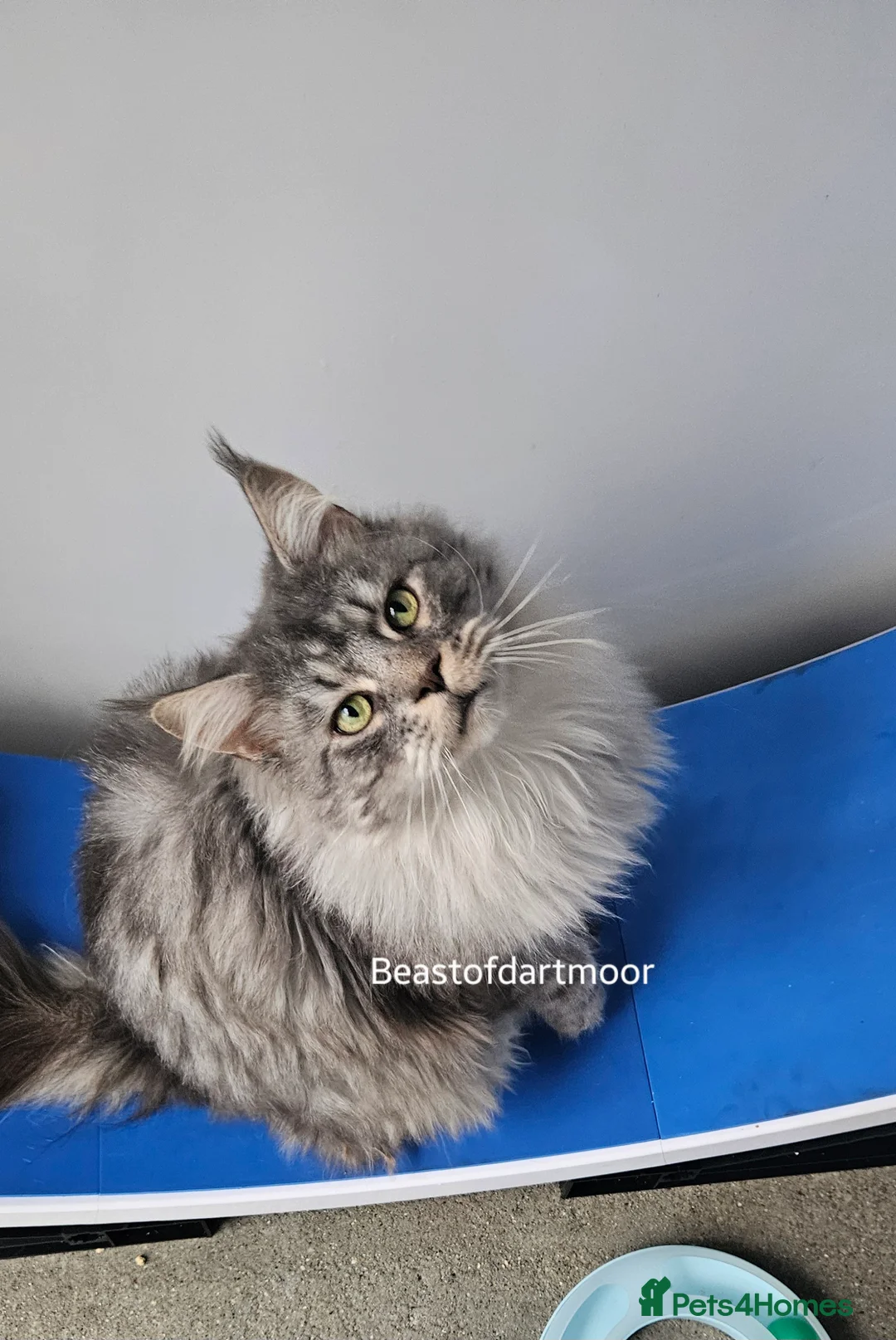 Maine Coon cats for sale: TICA Registered Stud Boy - Advert 2
