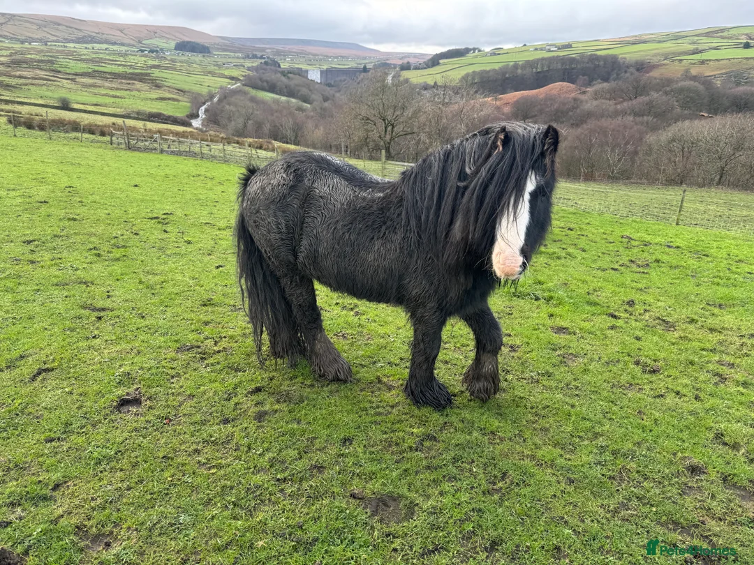Other Breed horses for sale: Mini cob stallion - Advert 6