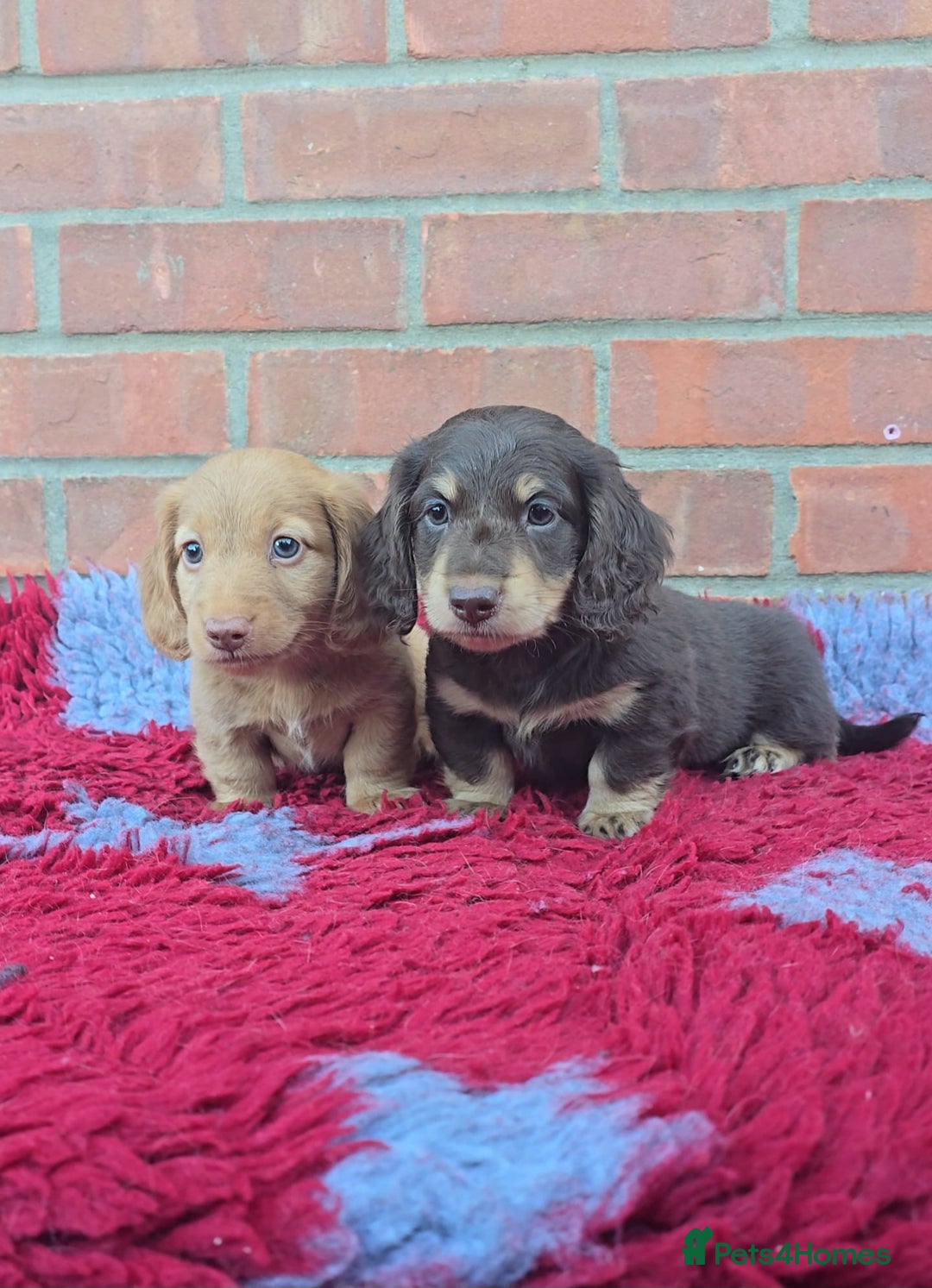 Miniature Dachshund dogs for sale: BEAUTIFUL CREAM LONG HAIR WITH ALL DNA - Advert 7