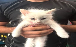 Ragdoll cats for sale: Beautiful Ragdoll kittens very playful  - Image 3