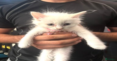 Ragdoll cats - Advert 5