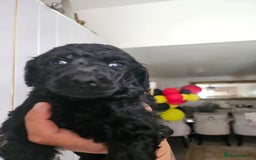Standard Poodle dogs for sale: Stunning 5* Standard chunky poodle puppies 🐶  - Image 7