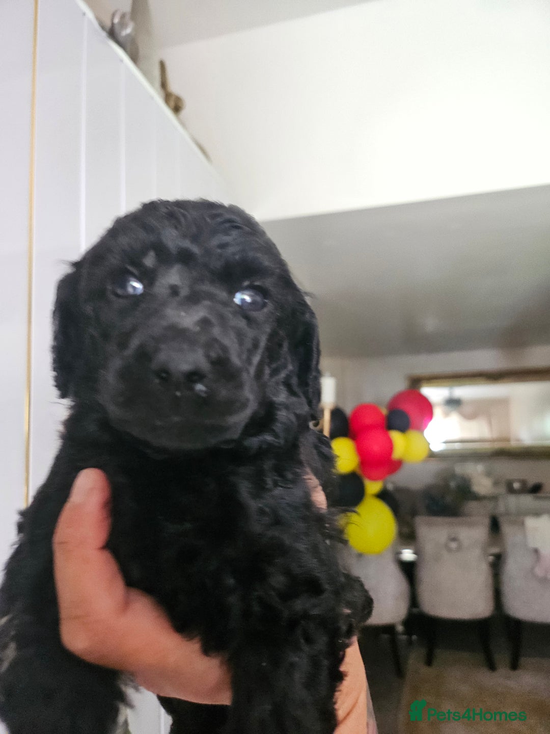 Standard Poodle dogs for sale: Stunning 5* Standard chunky poodle puppies 🐶  - Image 7