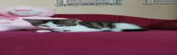 British Shorthair cats for sale: 2 Girls for sale - Advert 6