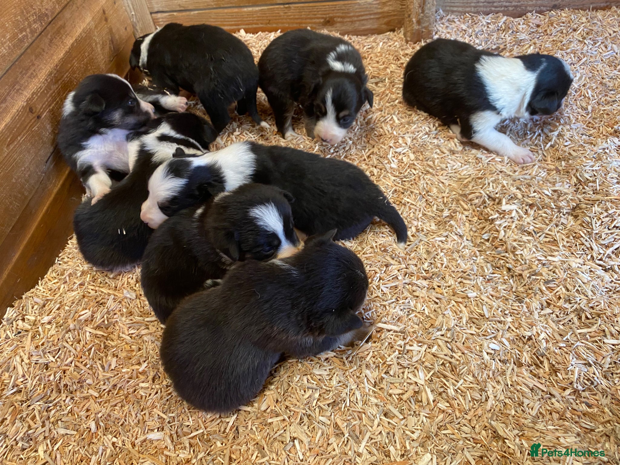 Border Collie dogs for sale: Border Collie Puppies For Sale  - Advert 1
