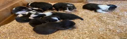 Border Collie dogs for sale: Border Collie Puppies For Sale  - Advert 1