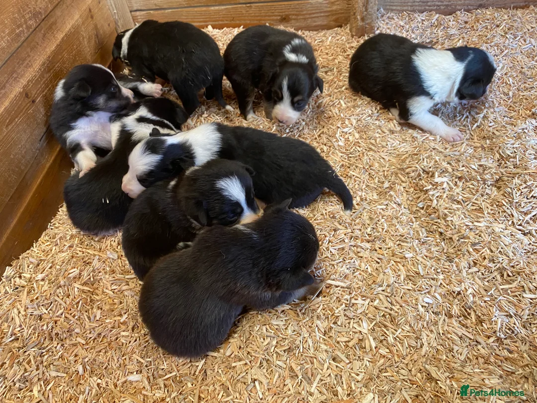 Border Collie dogs for sale: Border Collie Puppies For Sale  - Advert 1