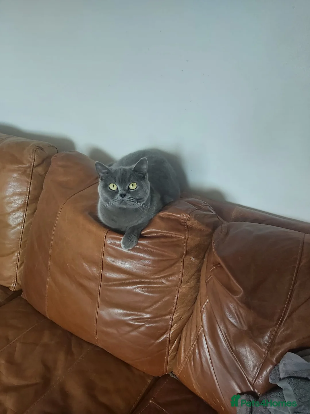 British Shorthair cats for sale: Lovely adult girl looking for a new loving family in Manchester - Advert 1