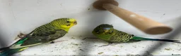 Budgerigars birds for sale: Black face with black wing split bf/bw pair  - Advert 13