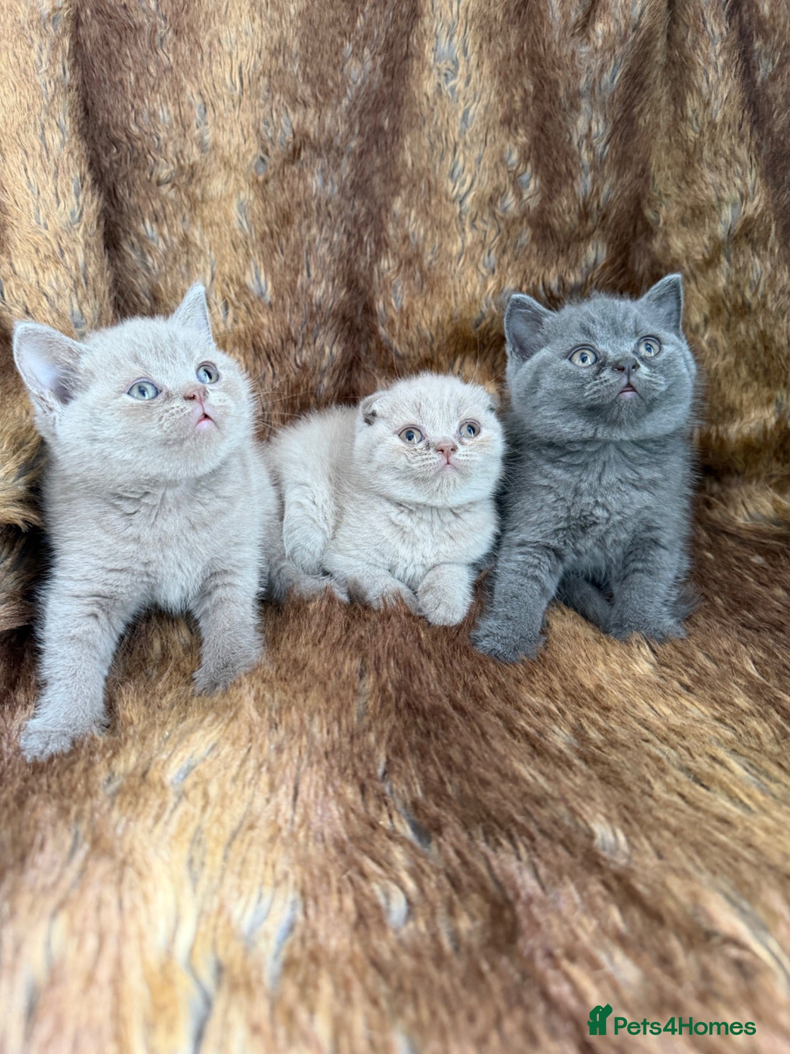 British Shorthair cats 🐾 Stunning British Shorthair Kittens  - Advert 1