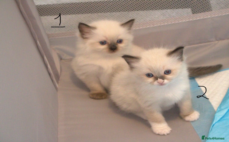 Ragdoll cats - Advert 1