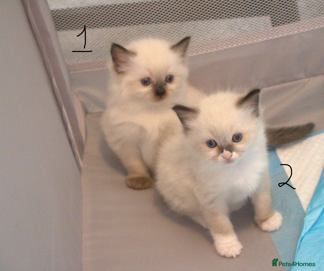 Ragdoll cats for sale: Ragdoll Kittens - Image 1
