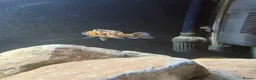 Cichlids fish for sale: Assorted peacock cichlids for sale  in Derby - Advert 5