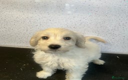 Cockapoo dogs for sale: Stunning cockapoo puppies ready now  - Image 2