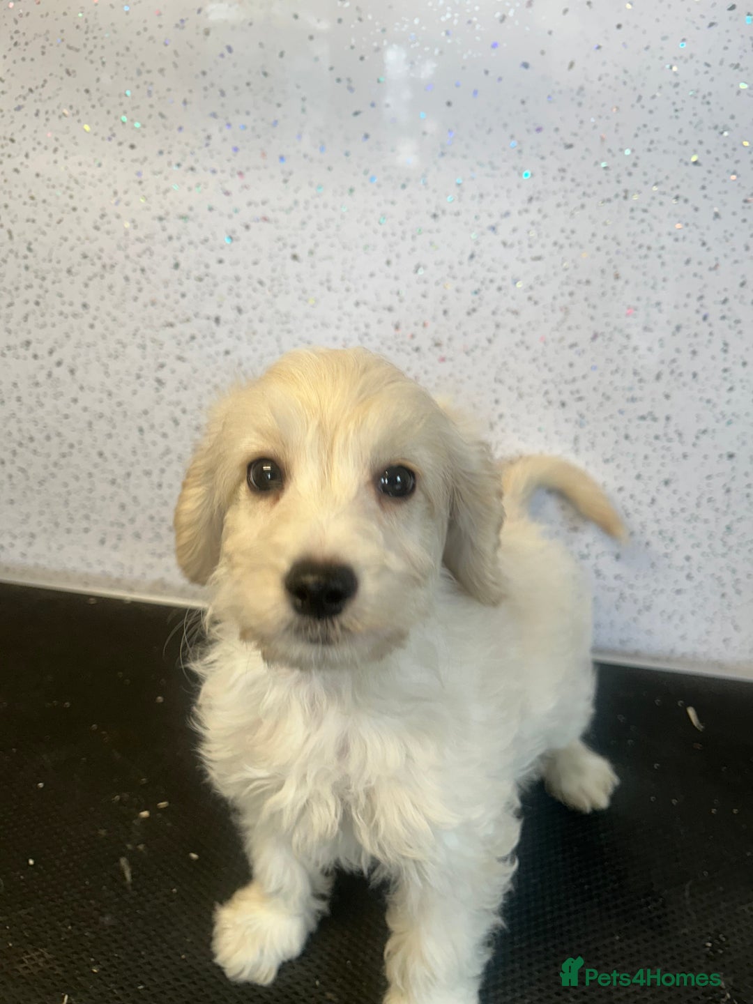Cockapoo dogs for sale: Stunning cockapoo puppies ready now  - Image 2