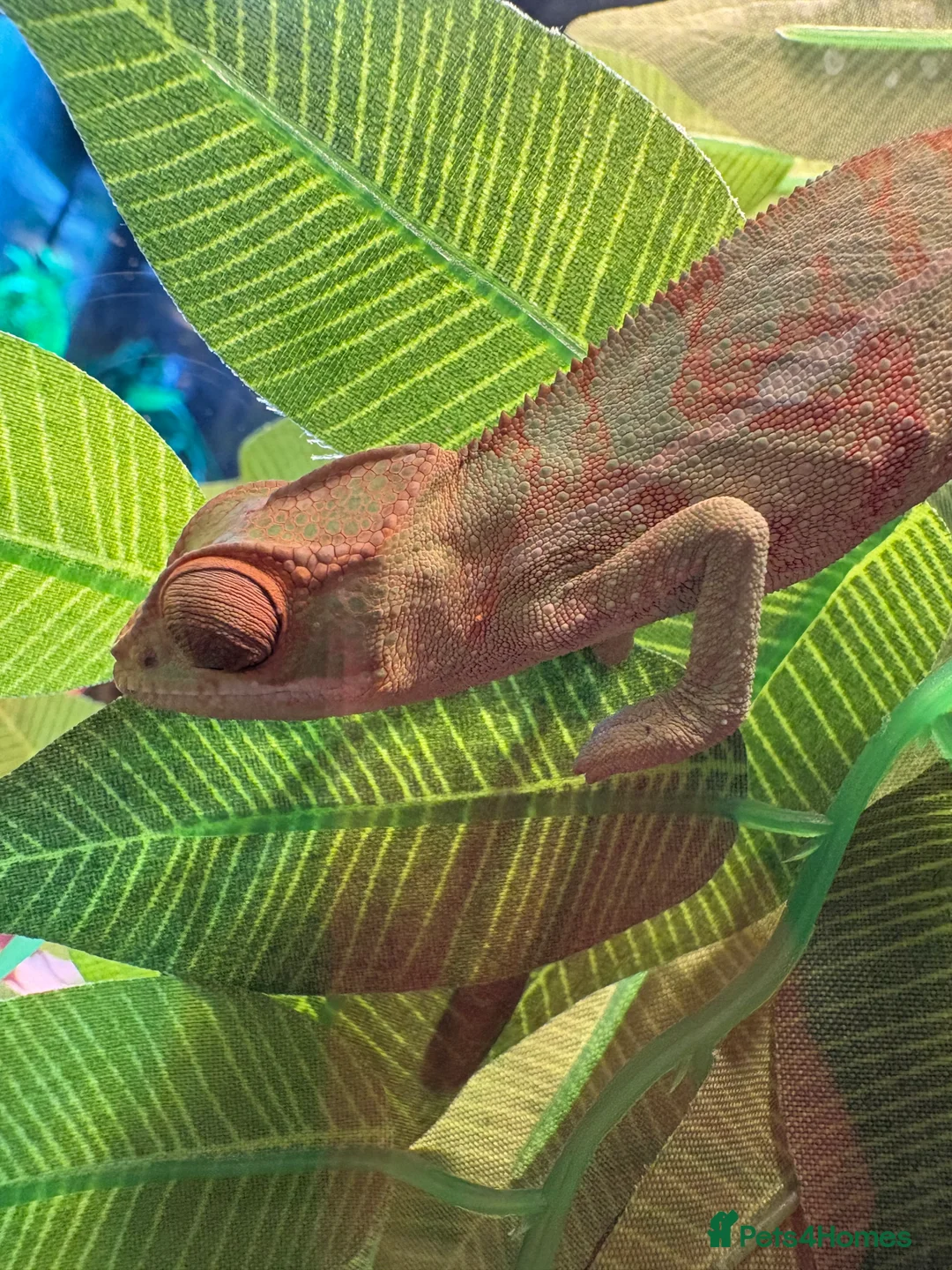 Chameleon reptiles for sale: Panther Chameleon- nosy mitsio - Advert 3