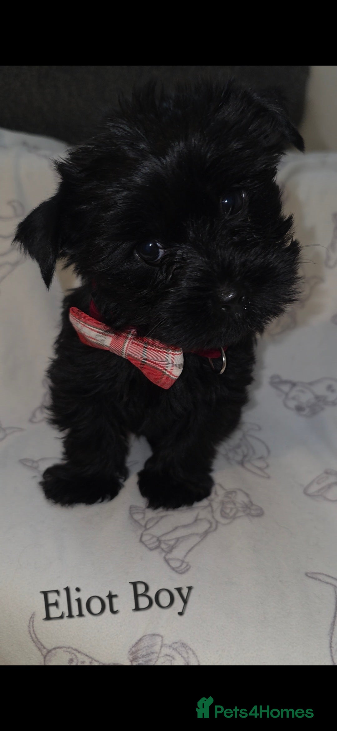 Yorkshire Terrier dogs for sale: Yorkshire Terrier Puppies Ready Now - Image 12