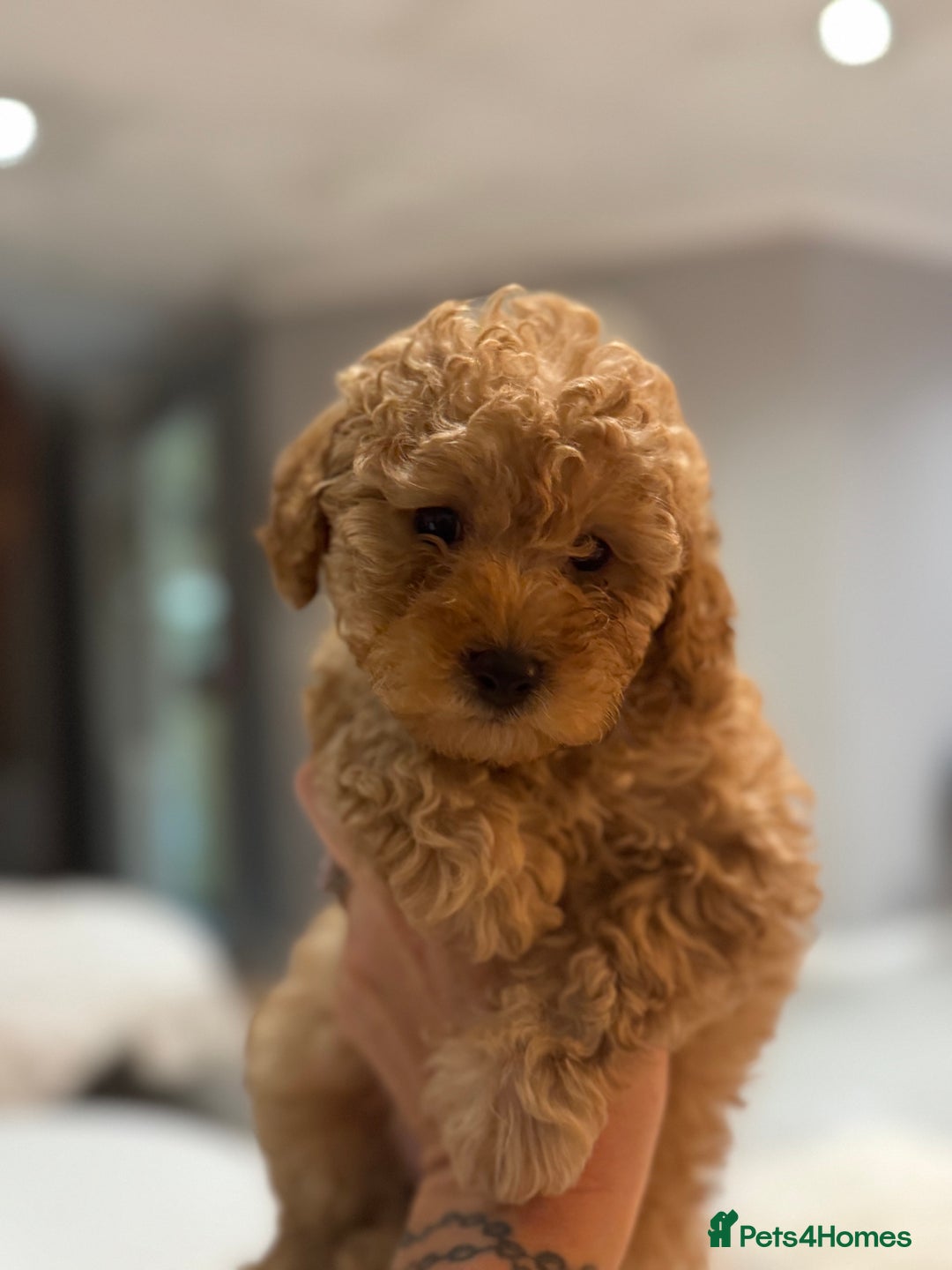 Mixed Breed dogs for sale: Toy Poodle  - Advert 6
