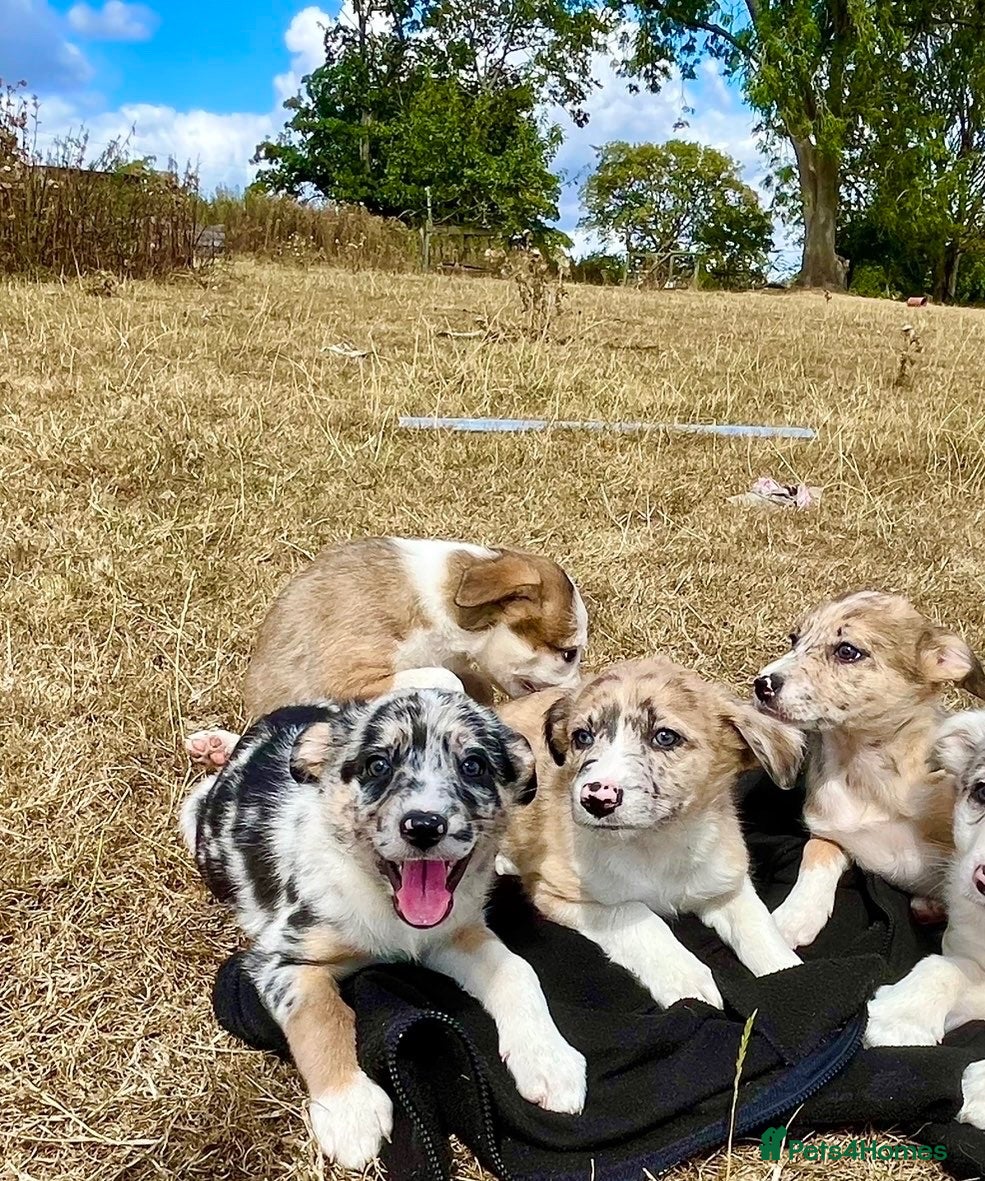 Border Collie dogs Gorgeous collie pups - ready to go 🏡 🩷 - Advert 1