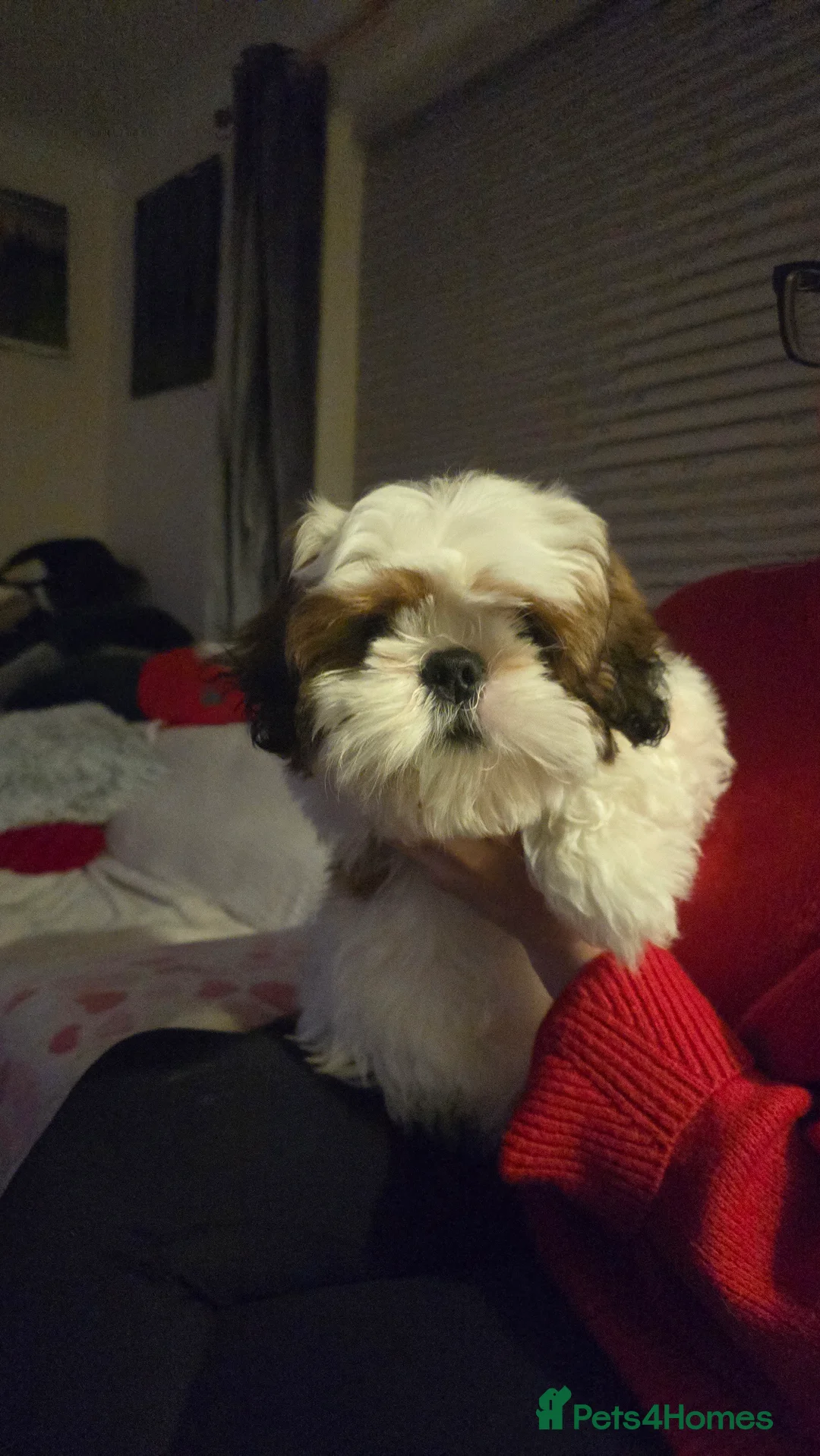 Shih Tzu dogs for sale: Shih Tzu Puppy for Sale - Advert 17