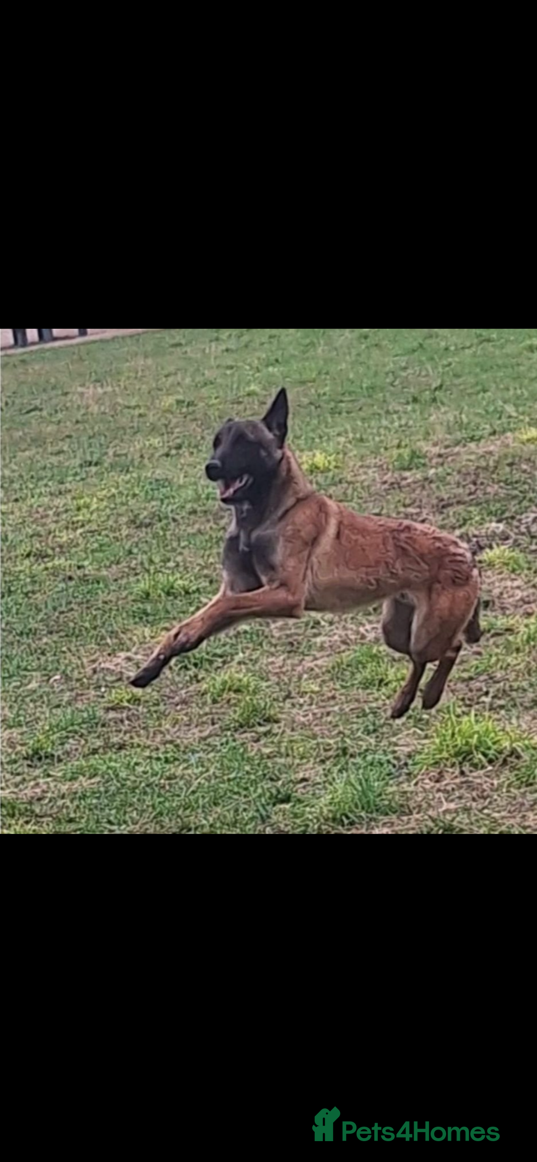 Belgian Shepherd Dog dogs for sale: Belgian Malinois x Bullmastiff dog in Telford - Advert 4